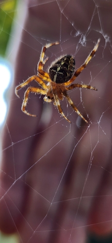 Cross Orbweaver