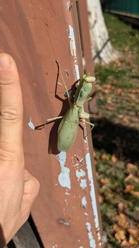 Transcaucasian Giant Mantis