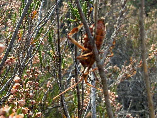Western Conifer Seed Bug