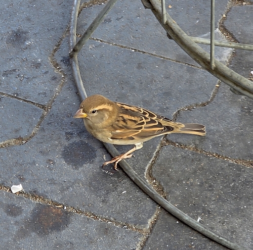 House Sparrow
