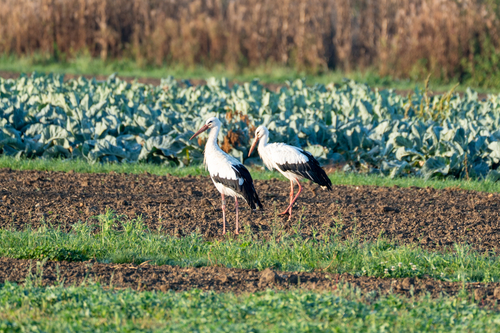 White Stork