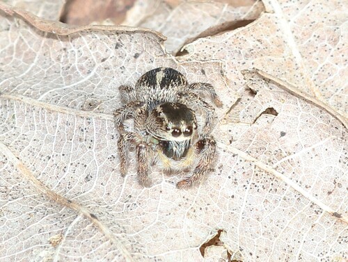 Pellenes tripunctatus