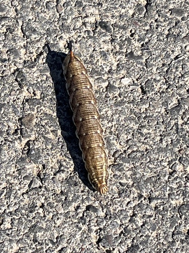 Convolvulus Hawkmoth