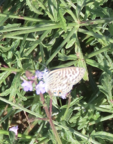 Lang's Short-tailed Blue