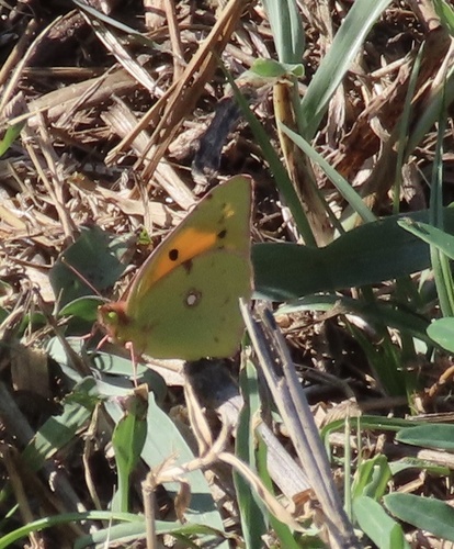 Clouded Yellow