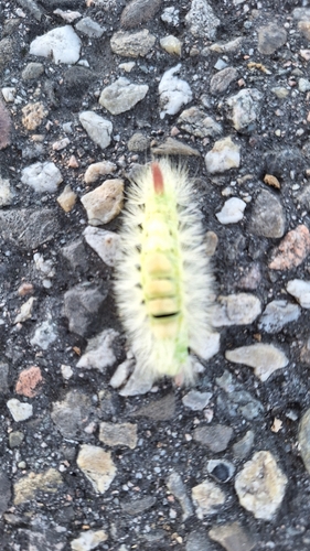 Pale Tussock Moth
