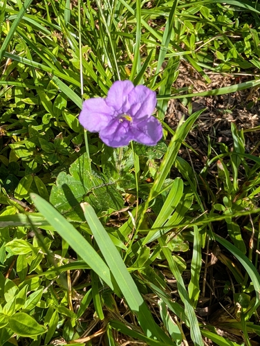 hairyflower ruellia