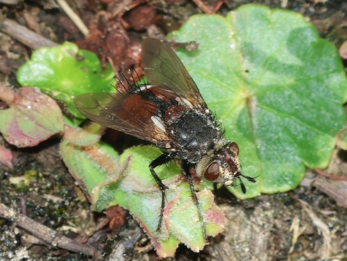 Peleteria rubescens