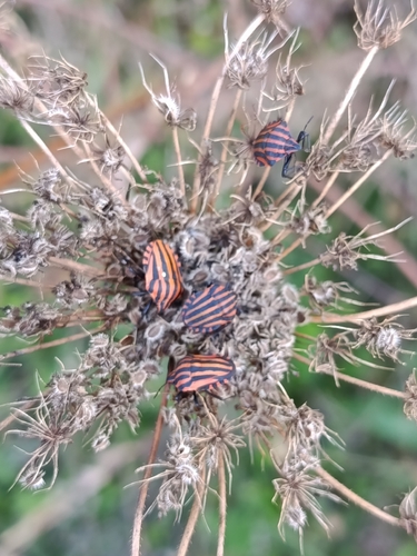 Continental Striped Shield Bug