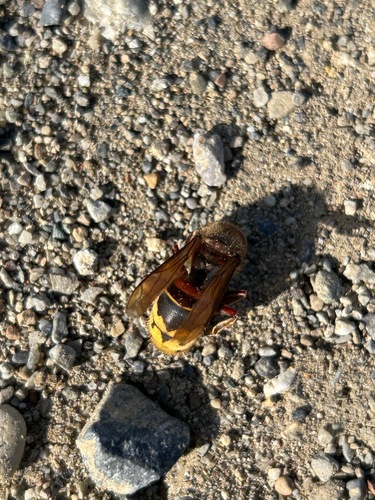 European Hornet