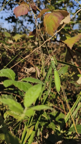 European Mantis