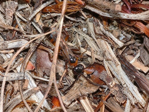 Priocnemis minuta