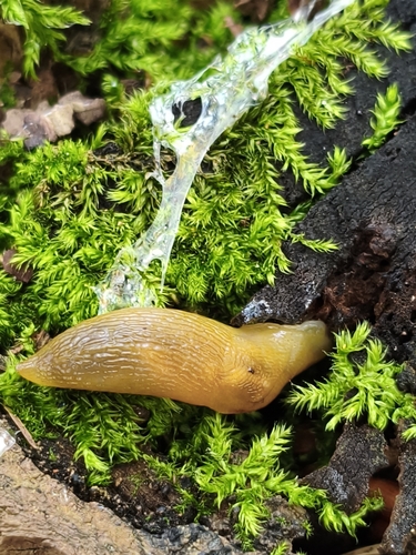 Lemon Slug