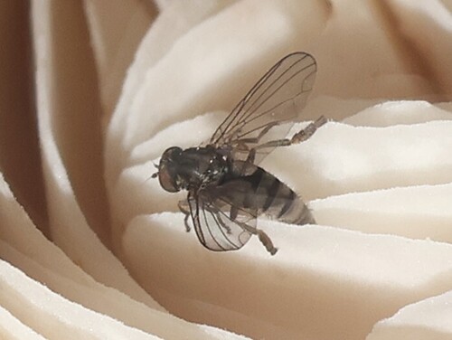 Kesselimyia chandleri