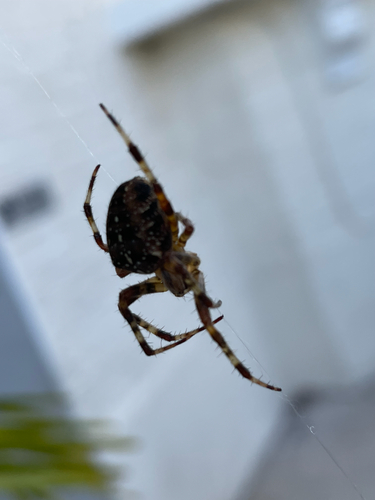 Cross Orbweaver