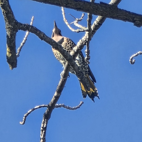 Northern Flicker