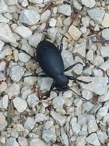 Leather Beetle