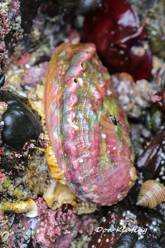 Pinto Abalone