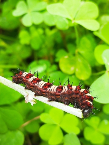 Banded Lady