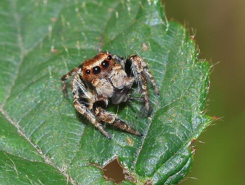 Woodland Jumping Spider