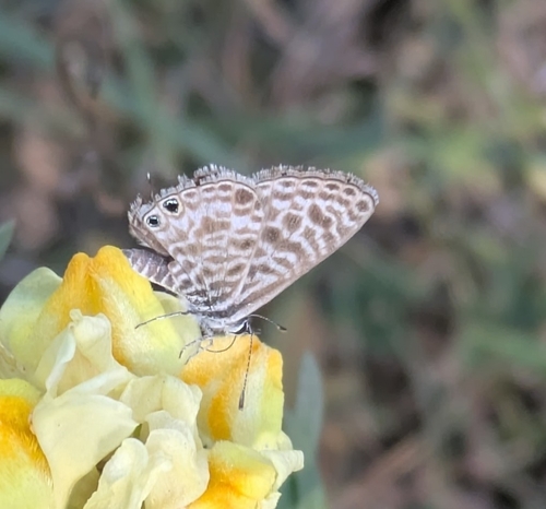 Lang's Short-tailed Blue