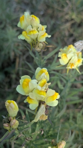 common toadflax