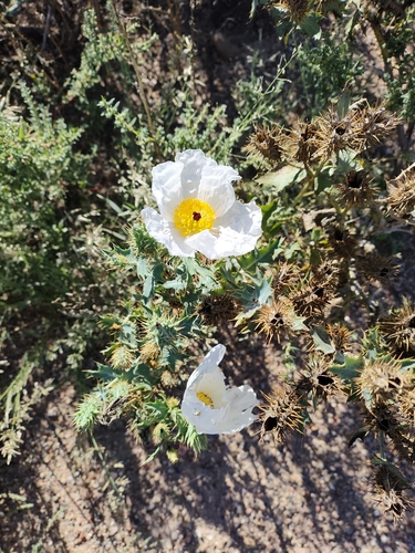 thistle poppy