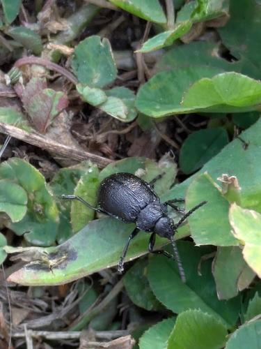 black-punctured leaf beetle
