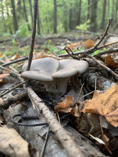 Oyster Mushroom