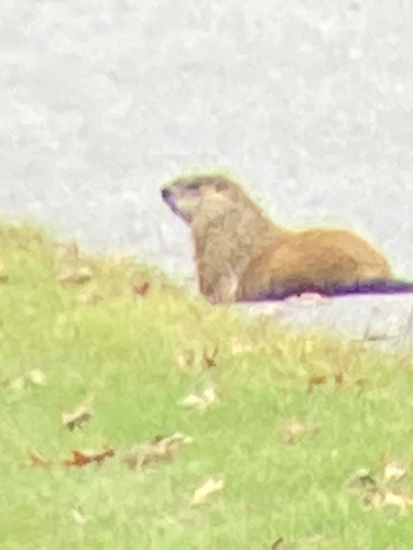 Groundhog