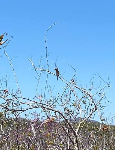 Spot-backed Puffbird