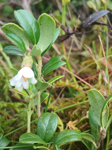 Lingonberry