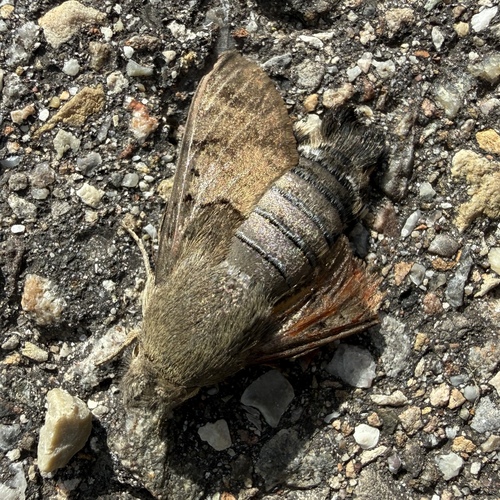 Eurasian Hummingbird Hawkmoth