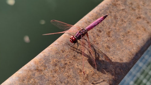 Violet Dropwing