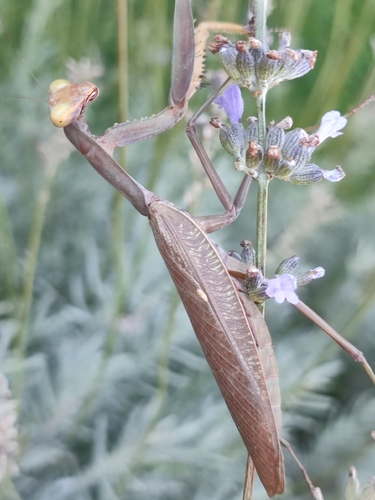 Transcaucasian Giant Mantis
