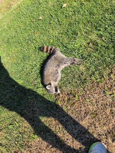 Common Raccoon