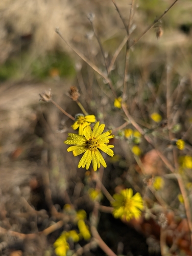 Common Madia