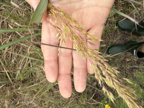 Indiangrass