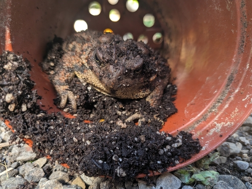 American Toad
