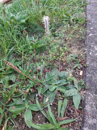Hoary Plantain