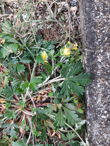 Silvery Cinquefoil