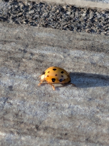 Asian Lady Beetle