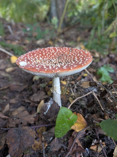 Fly Agaric