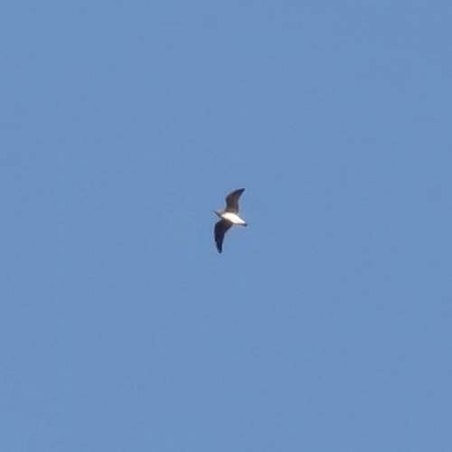 Black-headed Gull