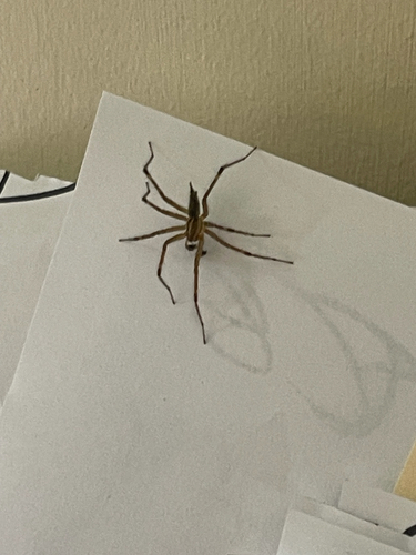 Grass Spiders