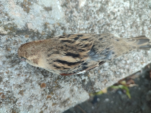 House Sparrow
