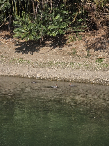 Common Merganser