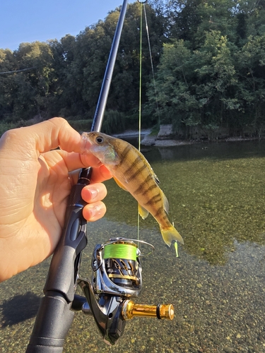 European Perch