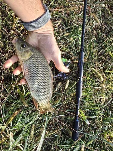 European Carp