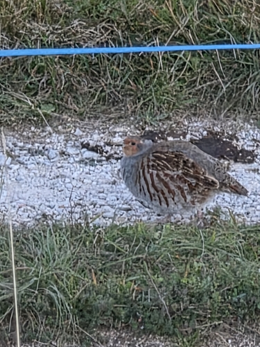 Gray Partridge